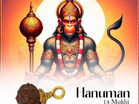 14 Mukhi Rudraksha Bead | Silver Cup Fourteen Mukhi Rudraksha  Java Hanuman 14 Face Rudraksha for Men & Women Fashion