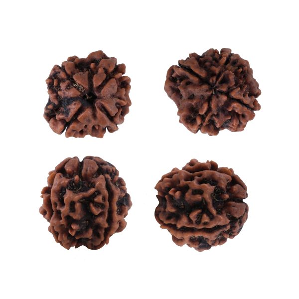 4 Face Rudraksha Bead - 22 mm | Nepali 4 Mukhi Rudraksha Bead for Men & Women Fashion