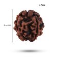 4 Face Rudraksha Bead - 22 mm | Nepali 4 Mukhi Rudraksha Bead for Men & Women Fashion