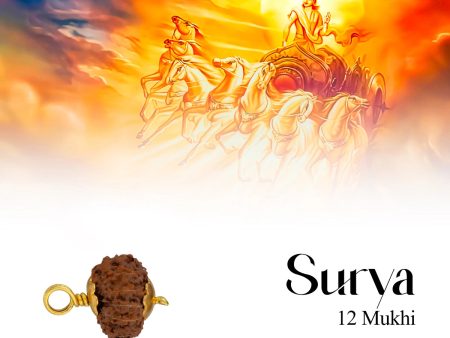 12 Mukhi Rudraksha Bead | Golden Cup Twelve Faced Rudraksha  Java Twelve Mukhi Rudraksha for Men & Women on Sale