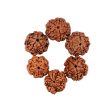 5 Mukhi Rudraksha Water Beads | 5 Face Rudraksha Beads  Five Mukhi Rudraksha for Men & Women Cheap