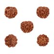 5 Mukhi Rudraksha Water Beads | 5 Face Rudraksha Beads  Five Mukhi Rudraksha for Men & Women Cheap