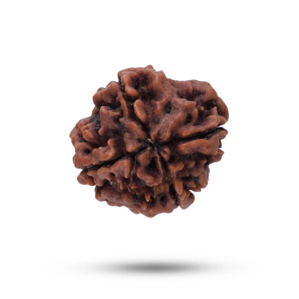 4 Face Rudraksha Bead - 22 mm | Nepali 4 Mukhi Rudraksha Bead for Men & Women Fashion