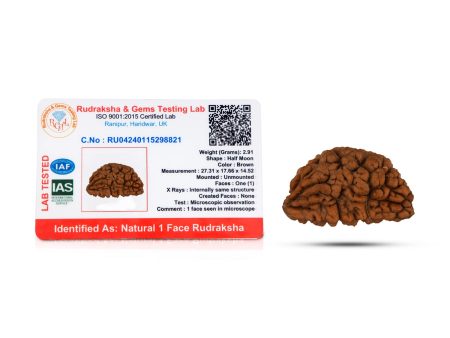 1 Mukhi Rudraksha Bead | Cashew Nut Shape 1 Mugam Bead  Rudraksh Beads for Men & Women on Sale